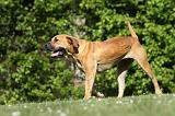 BOERBULL 073